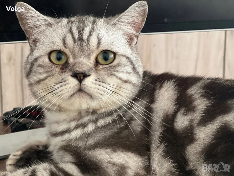 Британски котарак , снимка 1