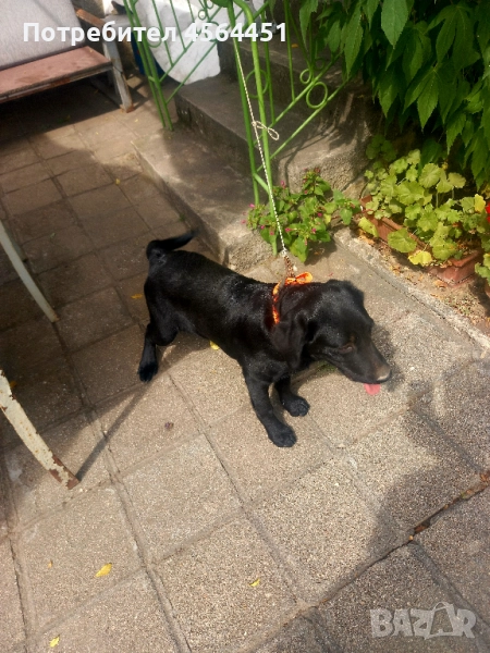 Лабрадор, снимка 1