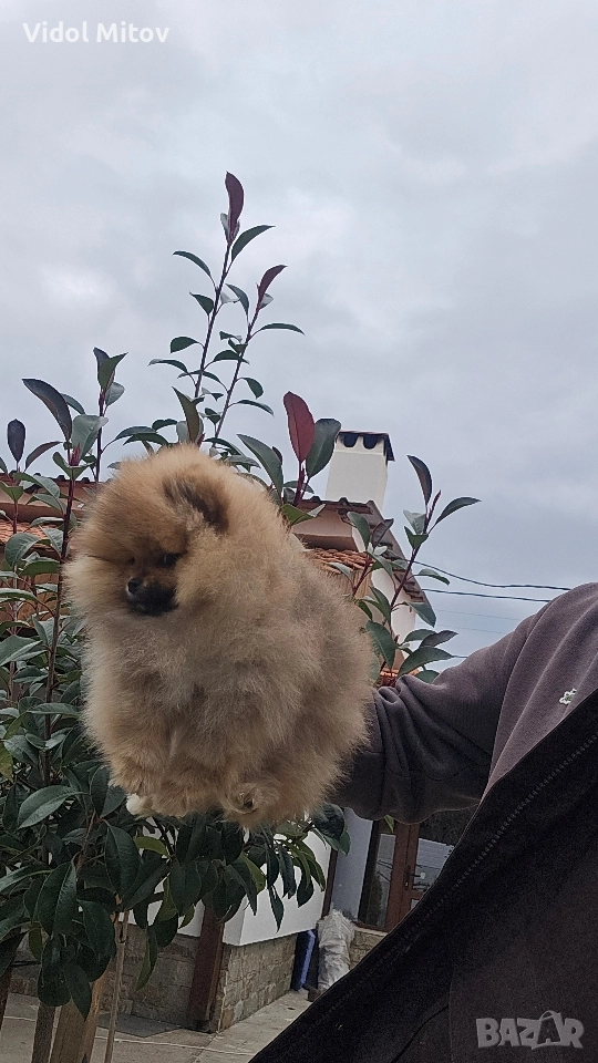 Мини Померан момиче , снимка 1