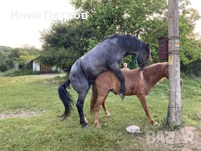 кобила , снимка 1