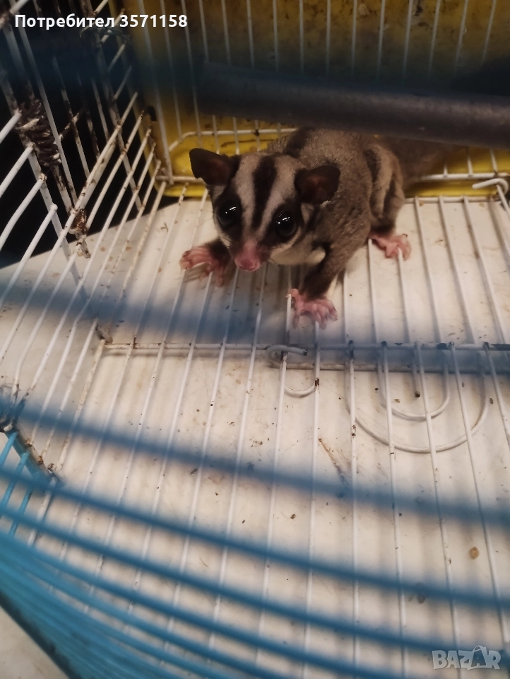 захарна катеричка, снимка 1