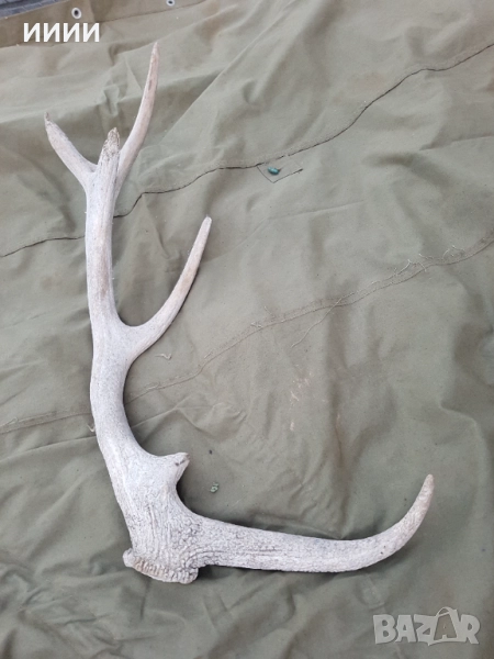Рог от елен , снимка 1