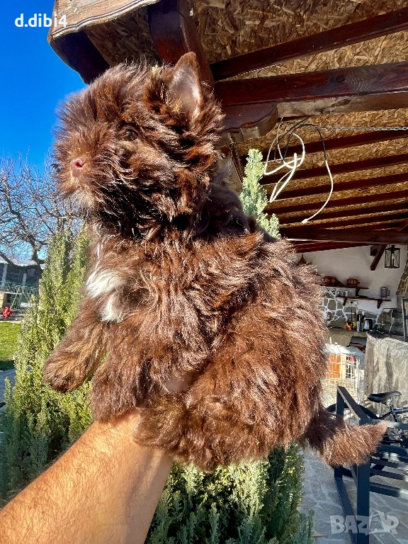 Мини йоркширски териер -шоколадово!!, снимка 1