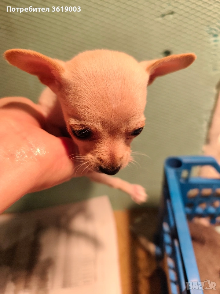 Той пинчер, мини ( джобен ) пинчер , снимка 1