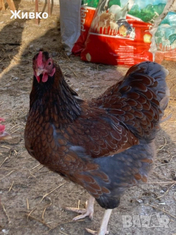 Виандоти, снимка 4 - Кокошки и пуйки - 54063681