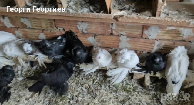 Гълъби бухари , снимка 6 - Гълъби - 52404966