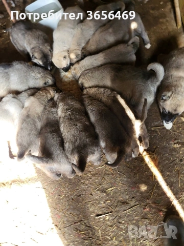 Породисти КАНГАЛИ., снимка 7 - Кангал - 53622874