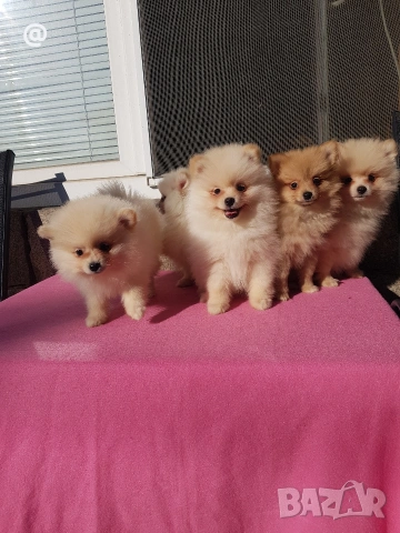 Померан померанчета померани Гр. София , снимка 2 - Померан - 53620097