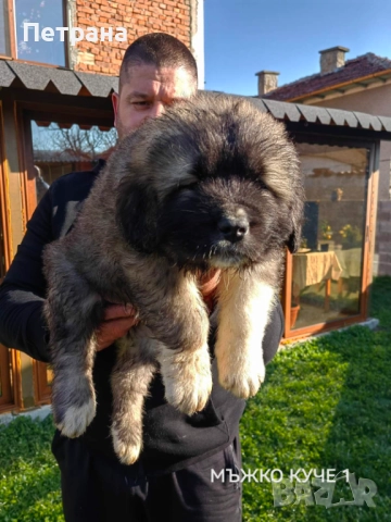 Кавказка овчарка , снимка 5 - Кавказка овчарка - 52868181