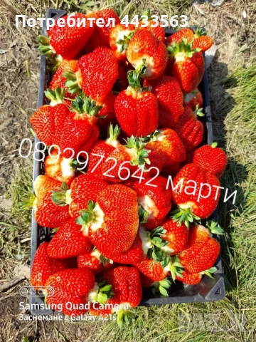 Разсад ягоди , снимка 12 - Разсади - 53132731