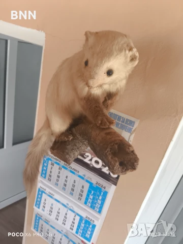 Препарирана Невестулка, снимка 3 - Други животни - 50559639