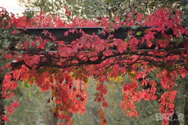 Продавам растения Дива лоза (Parthenocissus quinquefolia), снимка 8 - Градински цветя и растения - 45382708