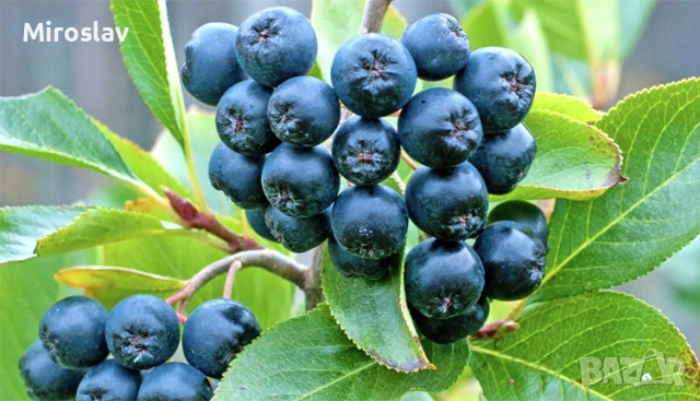 Арония „Викинг“, снимка 4 - Градински цветя и растения - 54124160