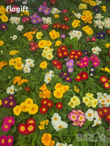 Иглика , снимка 3 - Градински цветя и растения - 53827015