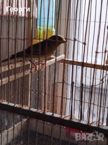 Продавам канарчета, снимка 3 - Канари - 51863467