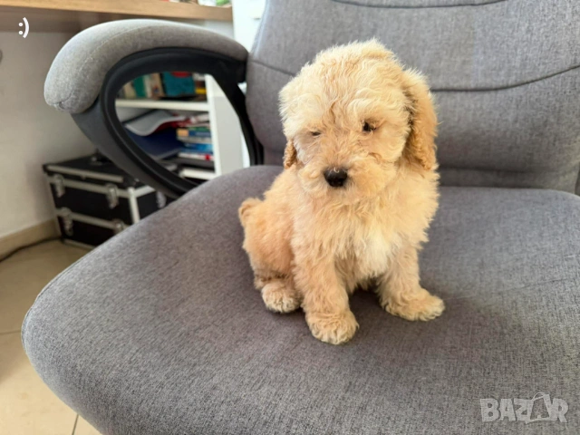 Мини Пудел Актуално от 20.01.2026, снимка 3 - Пудели - 53163685