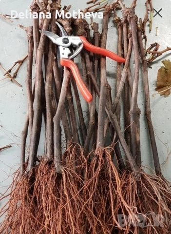 Десертен сорт " Маникюр", снимка 2 - Разсади - 53453274