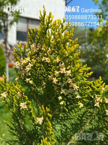 Източна туя „Златиста“ (Thuja orientalis Aurea Pyramidalis), снимка 4 - Градински цветя и растения - 45301987