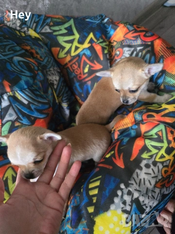 Чихуахуа, снимка 4 - Чихуахуа - 54243284