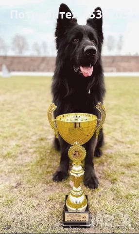 немска овчарка / НОК, снимка 4 - Немска овчарка - 51033011