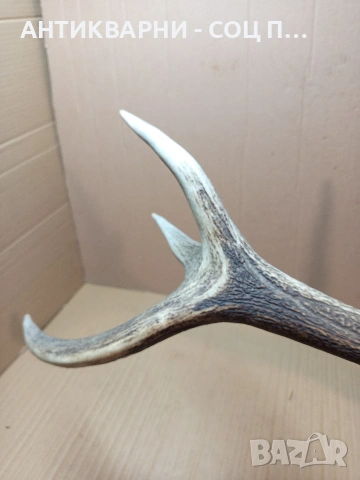 Стар Голям Еленски Рог Рога 1.350кг. НОМЕР 778., снимка 9 - Антикварни и старинни предмети - 53585209