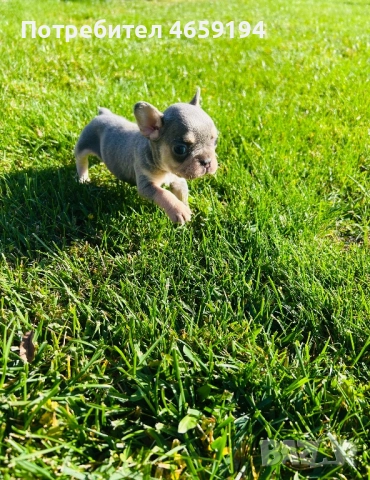 Френски Булдог, снимка 7 - Френски булдог - 52517082