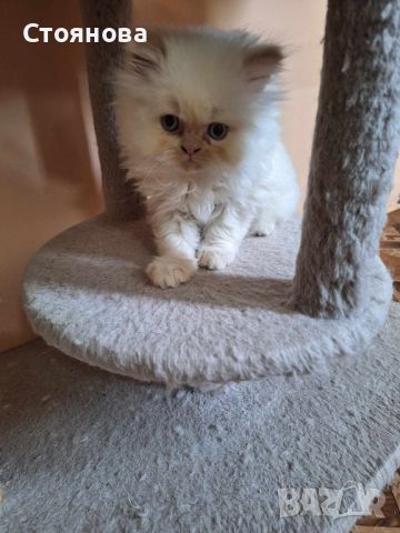 Коте колорпойнт и крем пойнт на 2 месеца, снимка 1 - Персийска - 46164908