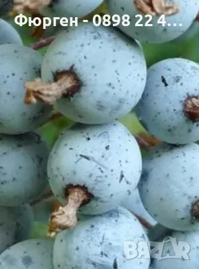 Касис- Френско грозде, снимка 2 - Градински цветя и растения - 27293149