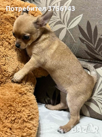 Уникално Мъжко Чихуахуа Шоколадов фаун