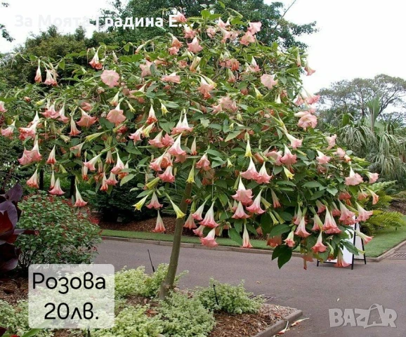Бругманзия датура - Ангелски тромпет , снимка 10 - Градински цветя и растения - 50632610