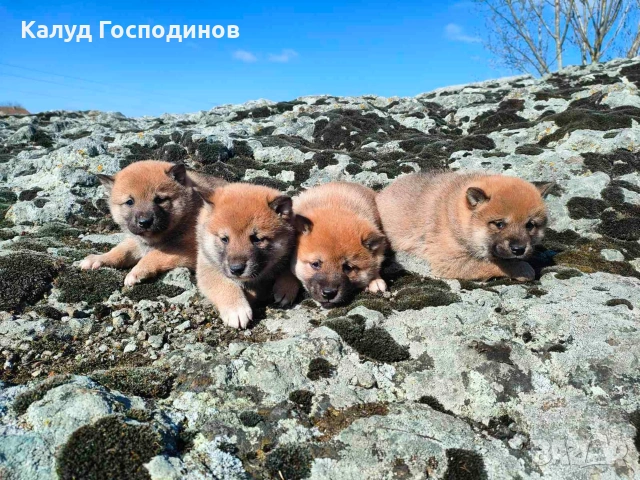 Продавам кученца Шиба Ину, снимка 4 - Шиба ину - 53659658