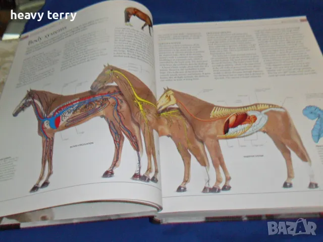 Енциклопедия за конете, снимка 4 - Специализирана литература - 48439404