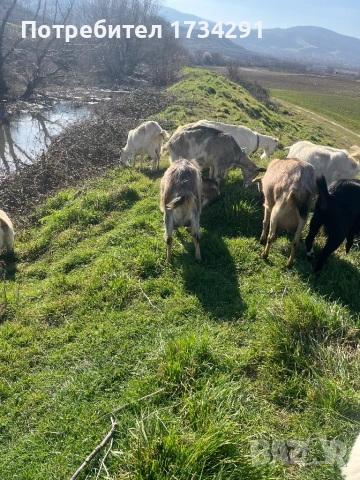 Продавам млечни кози