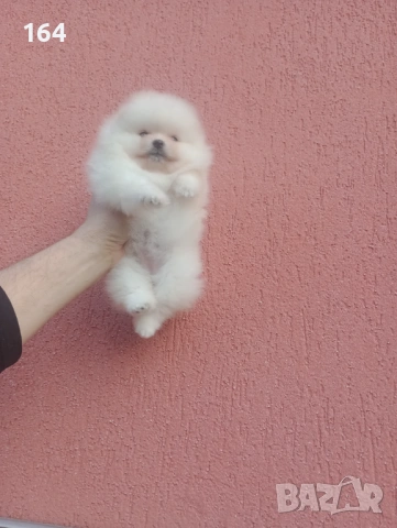 Женски мини Померан.