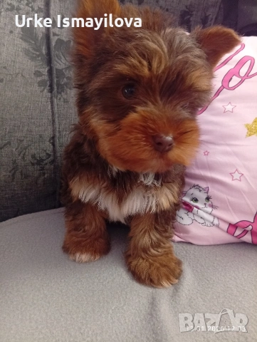 йоркширски териер , снимка 3 - Други - 53572120