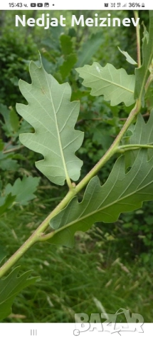 Дъб- Космат, Цер и Благун и бор -2 и 3 годишни, снимка 4 - Градински цветя и растения - 44931750