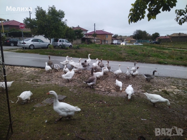 гъски, снимка 8 - Патици и гъски - 51984830