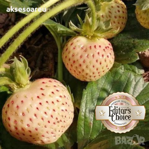 100 семена от плод бяла ягода органични плодови ягодови семена от вкусни ягоди отлични плодове с мно, снимка 9 - Сортови семена и луковици - 46471597