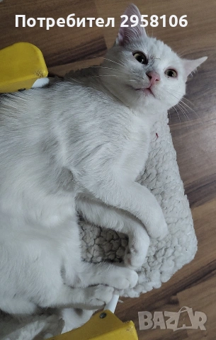 бяло коте, британска късокосмест, 9 мес., снимка 4 - Британска късокосместа - 53301077