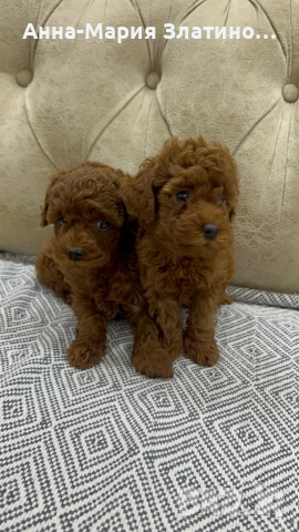 Той пудел момченца и момиченца, снимка 5 - Пудели - 52109767