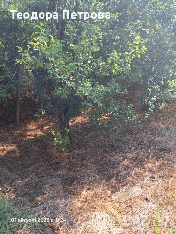 Парцел със стара къща за събаряне, снимка 6 - Парцели - 41017971