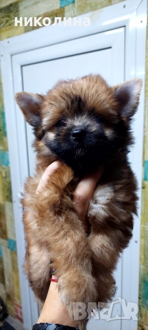 Продавам Йоркширски териер , снимка 10 - Йоркширски териер - 52893313