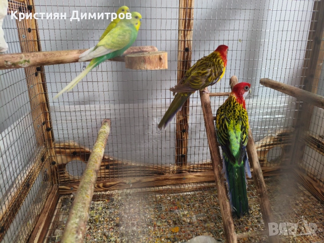 Работещ чифт пъстри розели и вълнисти