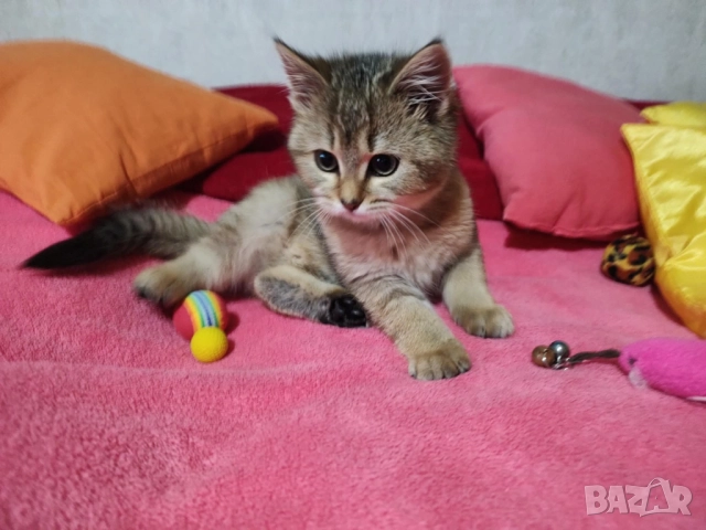 Женско, британско котенце, британска котка, коте цвят агути , снимка 7 - Британска късокосместа - 52456227