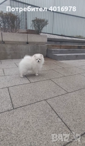 Померан Момче с Родословие FCI