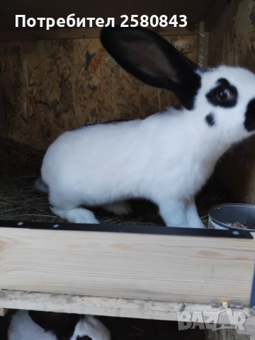 Зайци немска пеперуда чисти, снимка 13 - Други - 54154671