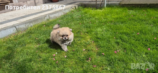 1 мъжко и 2 женски померанчета,померан, снимка 5 - Померан - 54157495