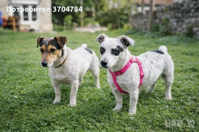 Продавам джак ръселчета , снимка 5 - Джак ръсел териер - 54146939