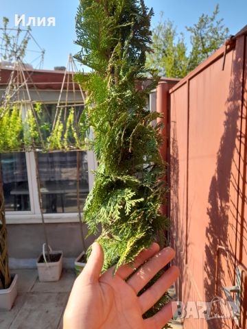 Кипарис с оформление тип листо, снимка 4 - Градински цветя и растения - 45248882