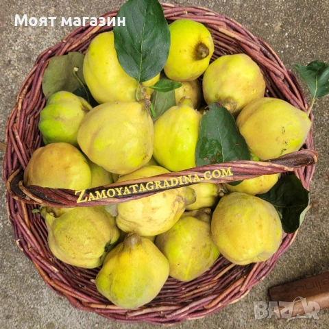 Дюля, снимка 7 - Градински цветя и растения - 53649966